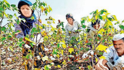 State’s cotton acreage up by 18%