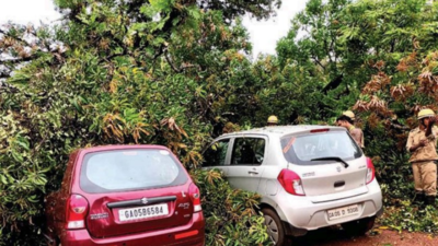 Monsoon mayhem begins: Rain, wind bring down trees, power lines in Goa