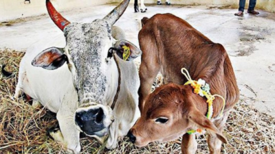 India's first Sahiwal calf born through surrogacy in Tirupati
