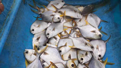 Indian Pompano cultivated successfully in Karnataka's coastal waters through cage culture