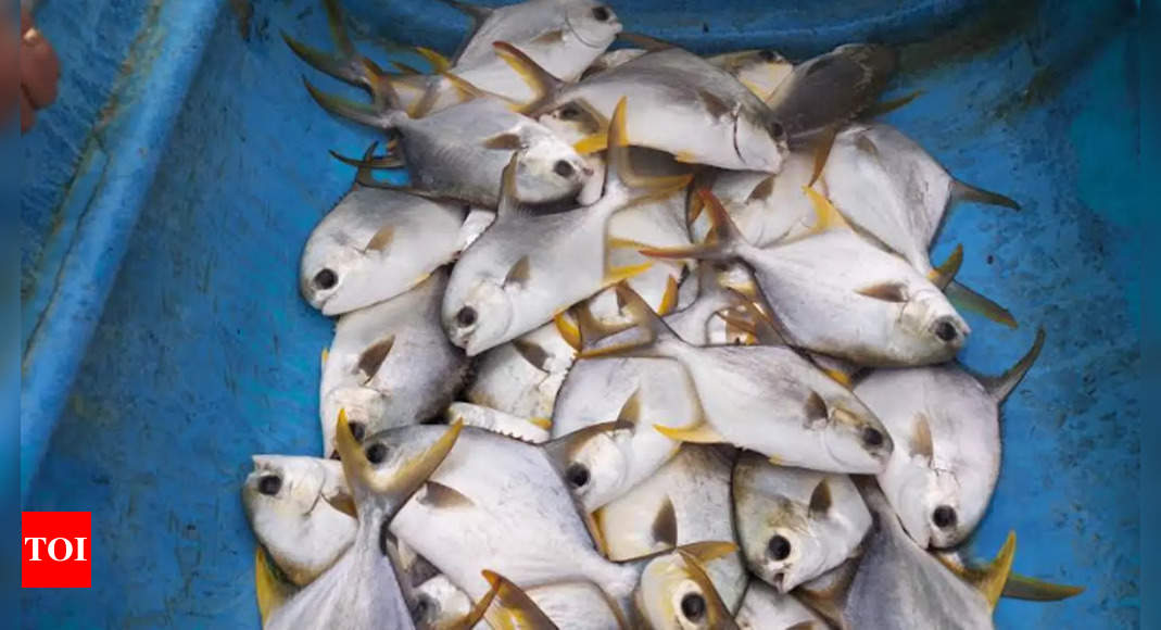Indian Pompano cultivated successfully in Karnataka's coastal waters  through cage culture - Times of India