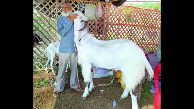 Goats with ‘Allah’ birthmarks up for sale at premium of Rs 51 lakh