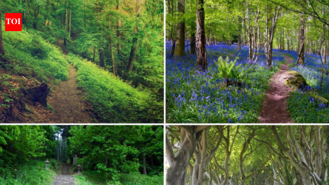 Personality test: The path that appeals the most to you can reveal your ...
