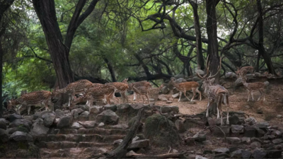 Delhi's Deer Park de-recognised as 'mini zoo', deer to be shifted out