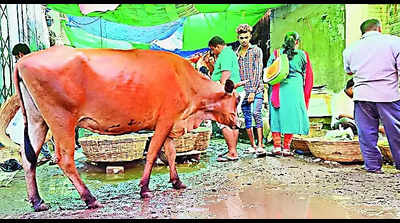 No end to cattle menace at D’pur vegetable market