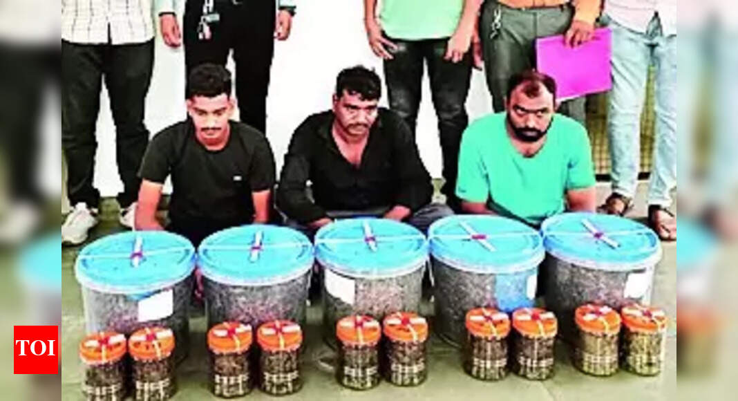 Marijuana: Three Held With 23kg Marijuana | Vadodara News - Times of India