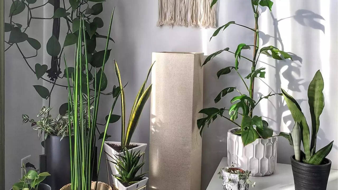 Green Thumb Secrets How To Keep Indoor Plants Healthy