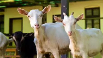 Demand for expensive goats up in city market, special breed sold for Rs 5.3 lakh