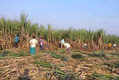 Govt hikes sugarcane price by Rs 10 to Rs 315 per quintal for 2023-24 season