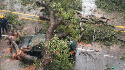 Mumbai rains: Two persons killed in tree fall incidents in city