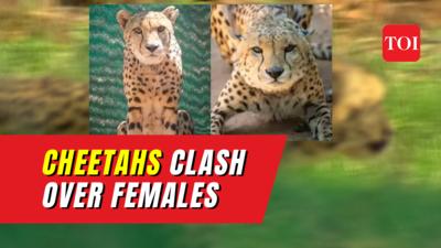 Cheetahs clash in MP's Kuno National Park over territory, prey, and mates