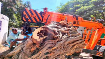 Chennai Corporation translocates 40-year-old tree from Adyar to Kotturpuram