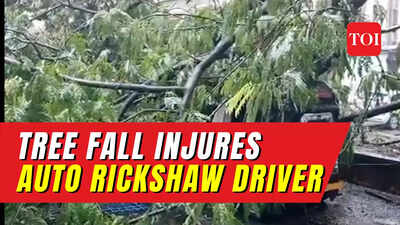 Driver injured after tree falls on auto due to heavy rain in Ulhasnagar ...