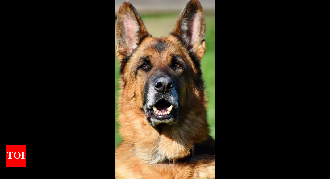 German Shepherd attacks girl in Bengaluru Bengaluru News Times of India