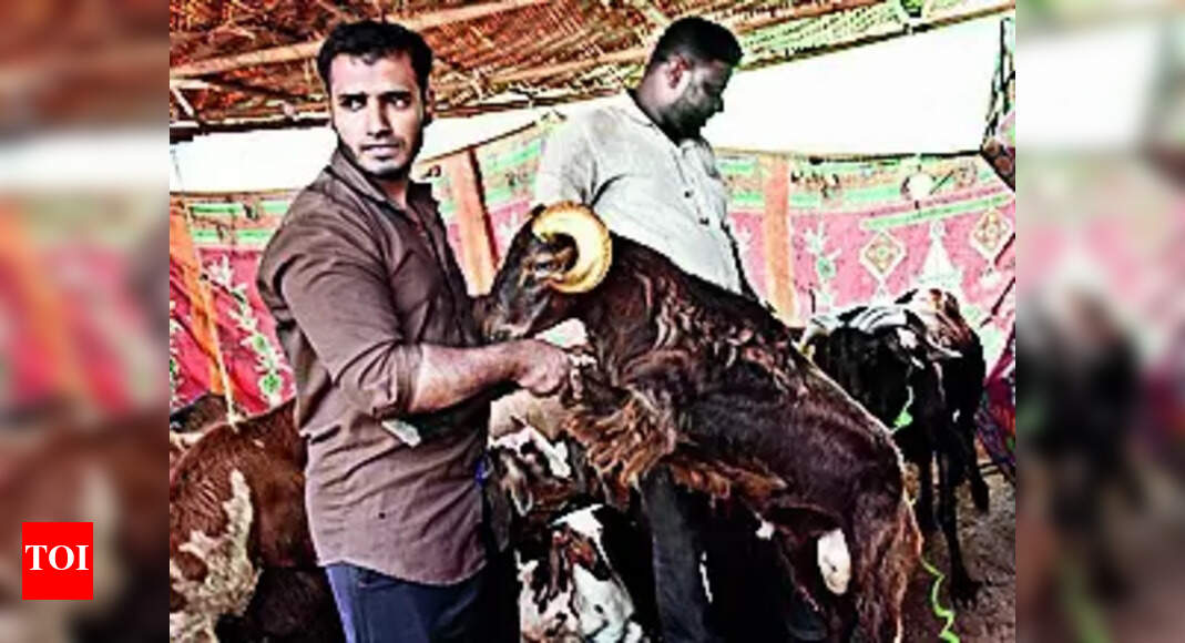 Hc Directs T To Ensure No Illegal Cow Slaughter Hyderabad News