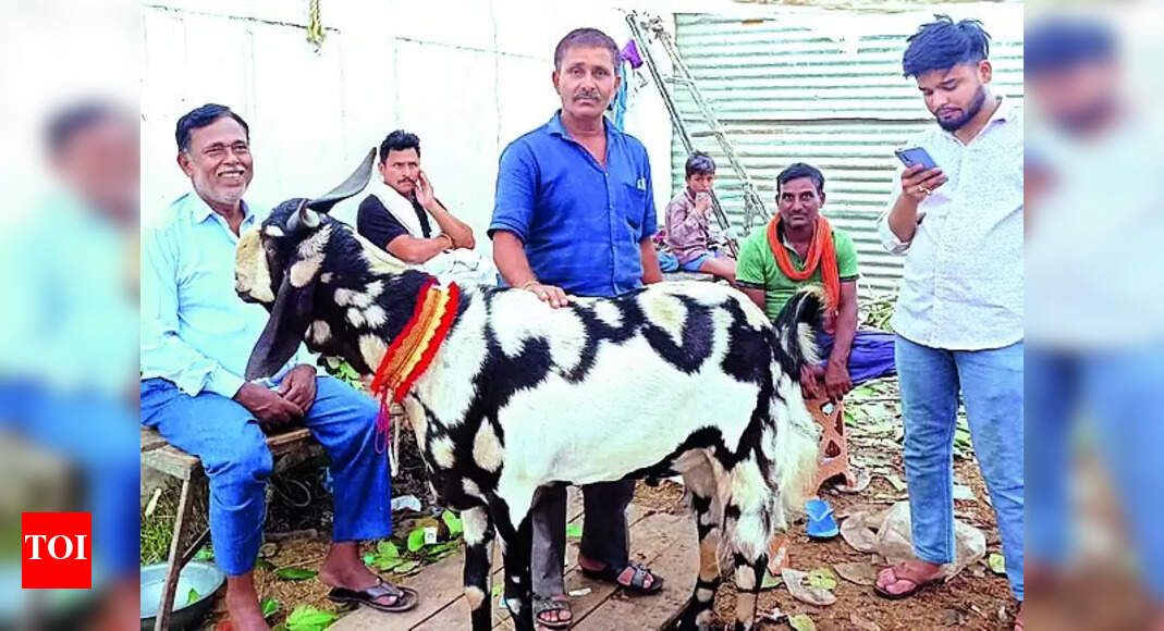 ₹6 Lakh Barbari Goat Draws Crowd At Beniabagh Market | Varanasi News - Vimarsana News