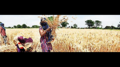 Wheat output down despite more chemical fertilisers