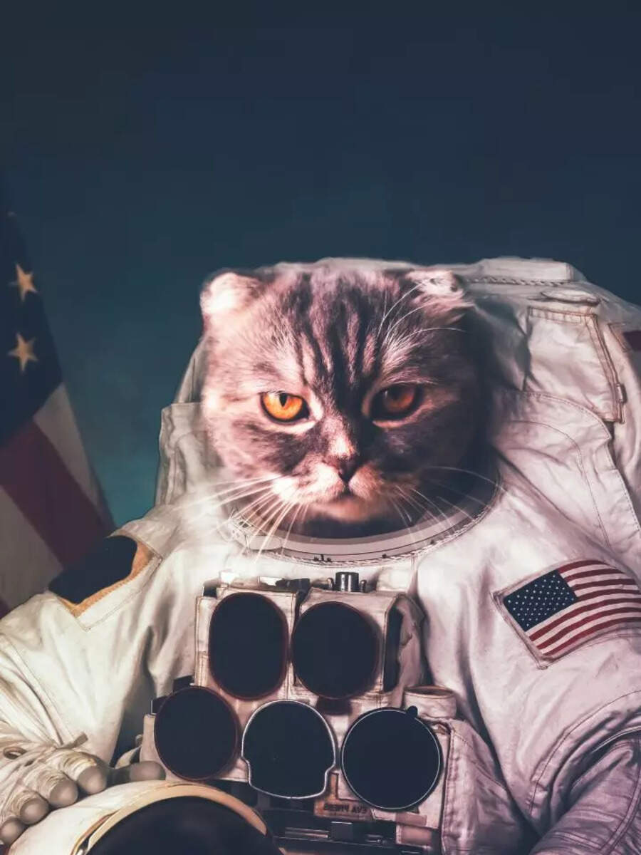 8 of The Most Famous Cats in World History Times Now