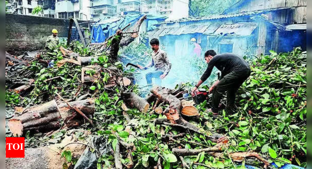 Mumbai rain news today: Tree fall claims third victim in less than 24 ...
