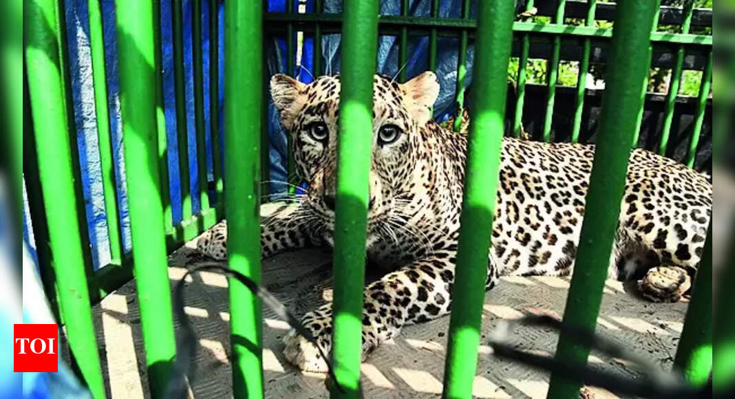Leopard Task Force: Leopard Task Force Got Over 200 Complaints In 4 Months | Mysuru News - Vimarsana News