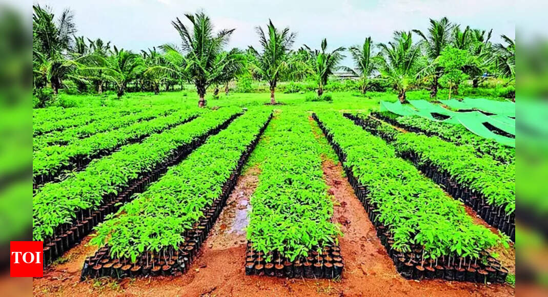 10 Lakh Free Saplings To Improve Green Cover Coimbatore News Times