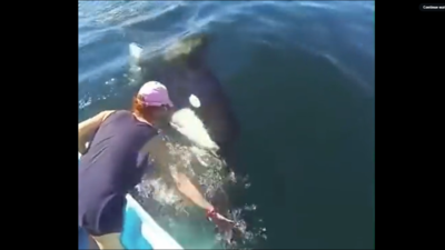 Incredible video captures killer whale seeking human help to rescue trapped mother