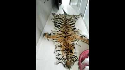 Centre alerts reserves after poached tiger’s skin seized in Assam
