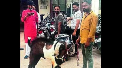 Owners lock horns ahead of Bakr-Id, goat gets new lease of life