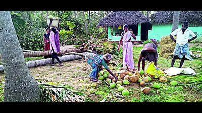 Coconut farmers paid paltry price by traders, firms: Assn