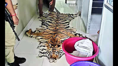 Centre alerts reserves after tiger’s skin seized in Assam