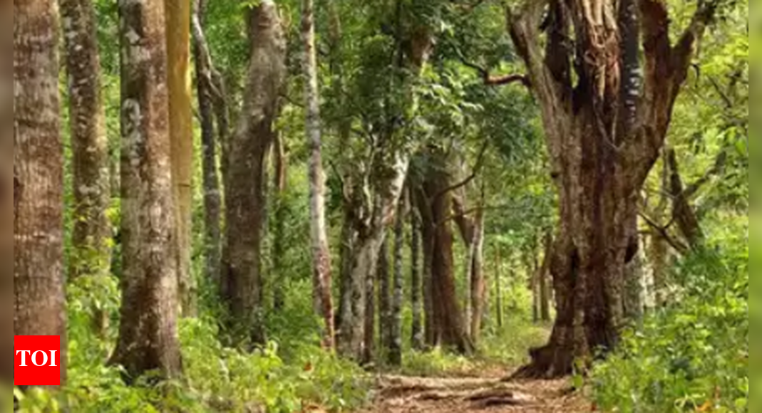 Tn Added 24 Reserve Forests In Last 2 Years | Chennai News - Times of India