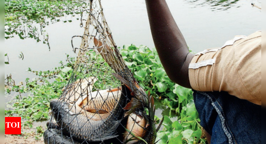 Fish Yield In City’s Waterbodies Crosses 9k Tonnes In Two Years ...