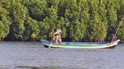 Mangroves under threat, Maharashtra women play saviour and guide