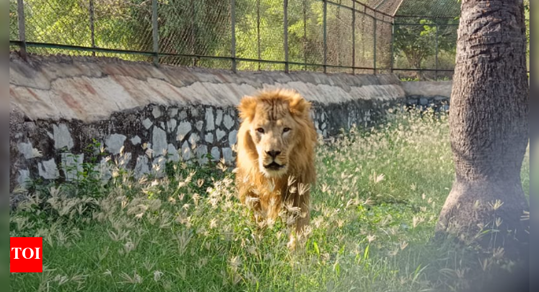 Lions just 150km from Ahmedabad! | Ahmedabad News - Vimarsana News