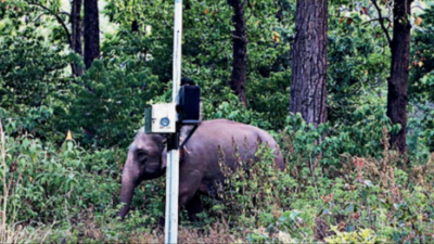 CSIO to guide Bangladesh Rly on elephant warning system