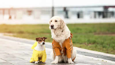 Best dog raincoats that will keep your pet dry