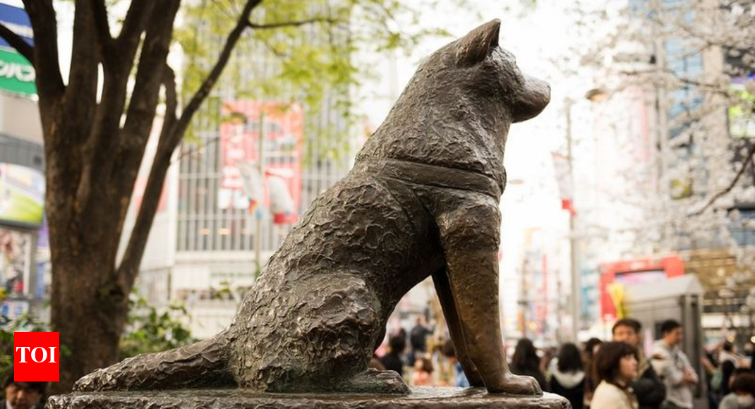 Celebrating 100 years of Hachiko The loyal dog who waited for his dead