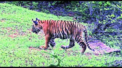 Tigress T-117 spotted with 3 cubs in Dholpur forest area