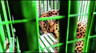 Leopard enters house in Valsad, captured after 7 hrs