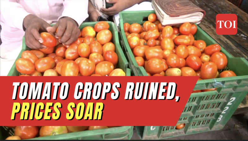'Heavy rains destroy tomato crops, causing shortage and price surge
