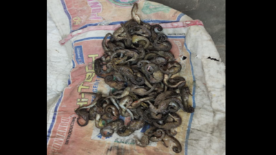 Man arrested for smuggling seahorses in TN