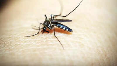 Mosquito-borne diseases up amid unusual weather pattern in Pune