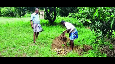 Vedharanyam farmers dump mangoes as prices come down