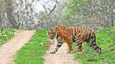 Fear grips villagers living near BRT Tiger Reserve