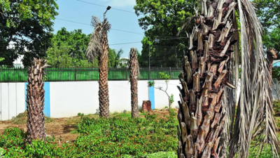No palm trees, focus on native species, says HC