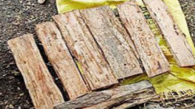 Sandalwood tree cut & stolen from forest dept campus