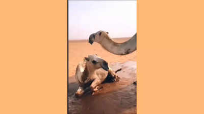 Thirsty camels rejoice as man gets water tanker to desert, watch video