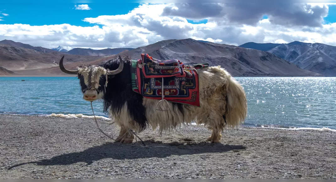 Third edition of Ladakh Nomadic Festival to be held at Hanle in July ...