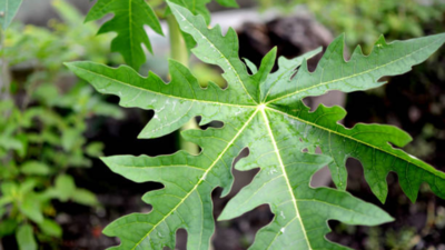 Can papaya leaves help increase platelet count?