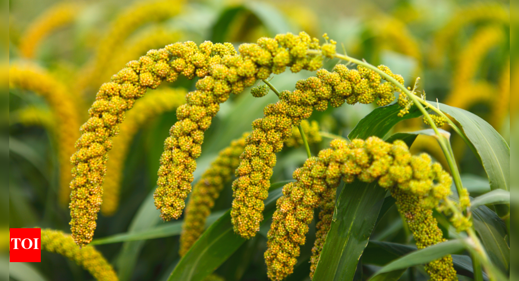 Benefits of 6 different millet varieties Ragi, Barnyard, Little millet